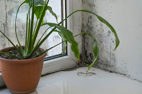 Schimmelbefall an einer Fensterlaibung neben einer Zimmerpflanze